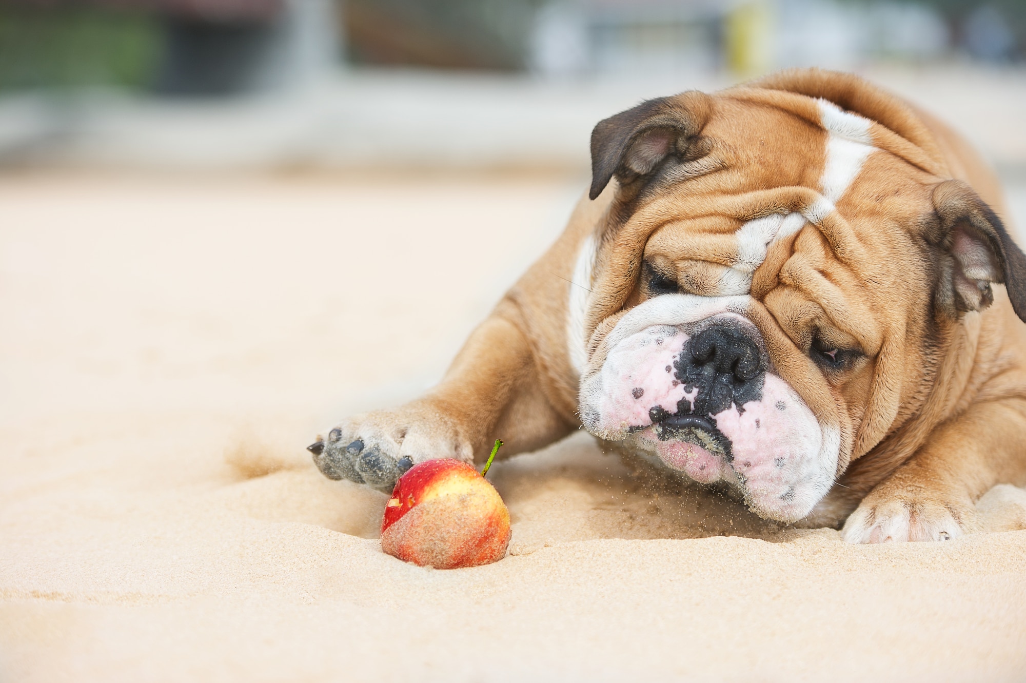 Multiplikation moronic montering Dürfen Hunde Apfel und Banane essen? Ein Vitaminreich für dein Dog. - DEIN  DOG