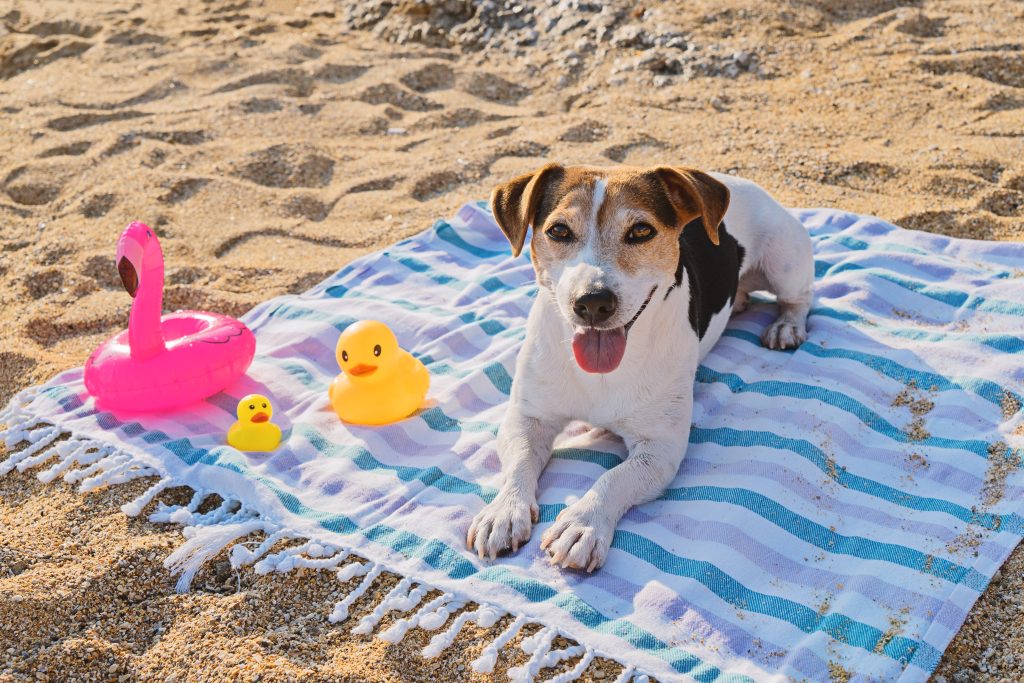 Sonnenschutz bei Hunden Dein Dog