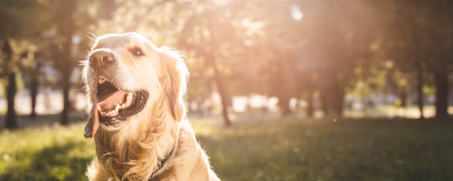 Sonnenschutz bei Hunden Dein Dog