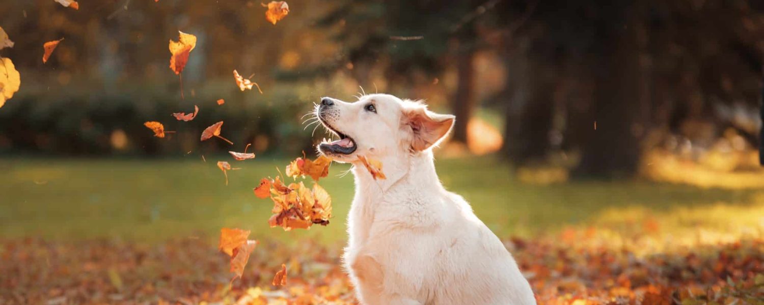 Golden retriever in autumn in the leaves. dog on the nature in the fall. Walk with a pet outdoor