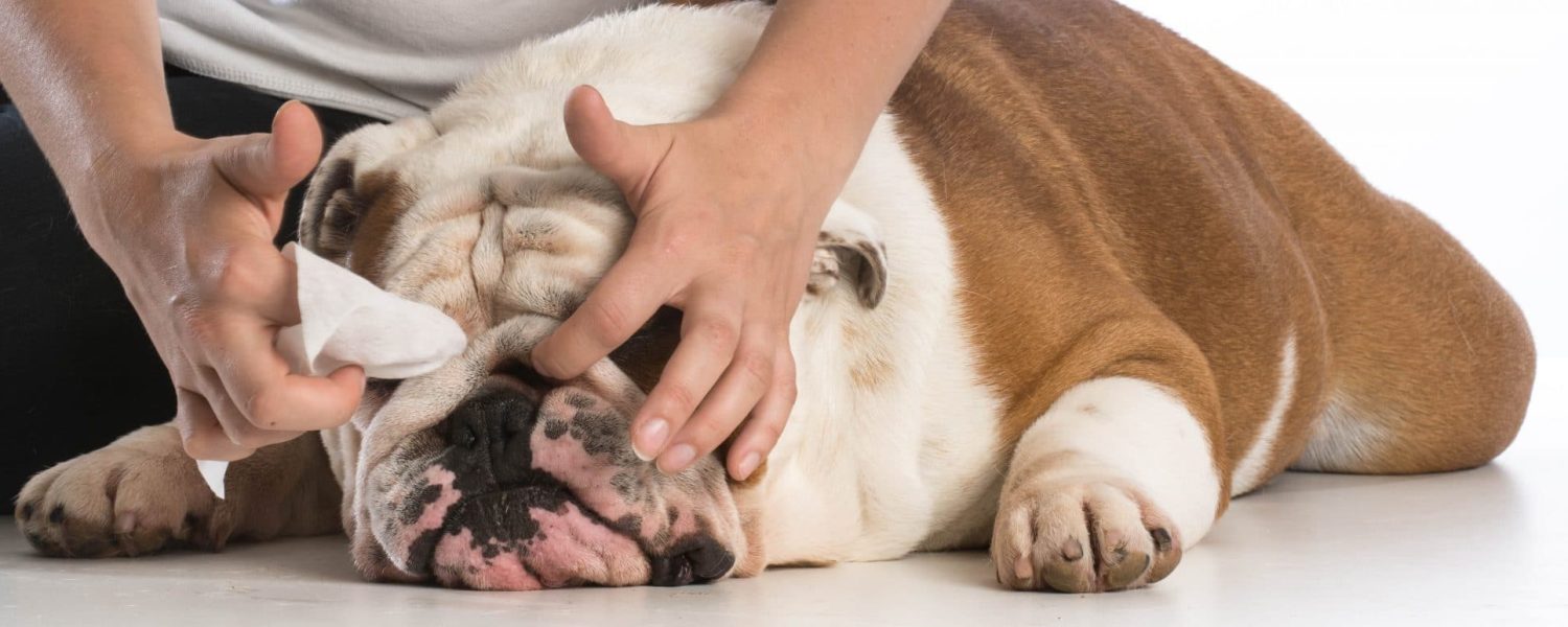 dog grooming - cleaning a bulldog nose wrinkle