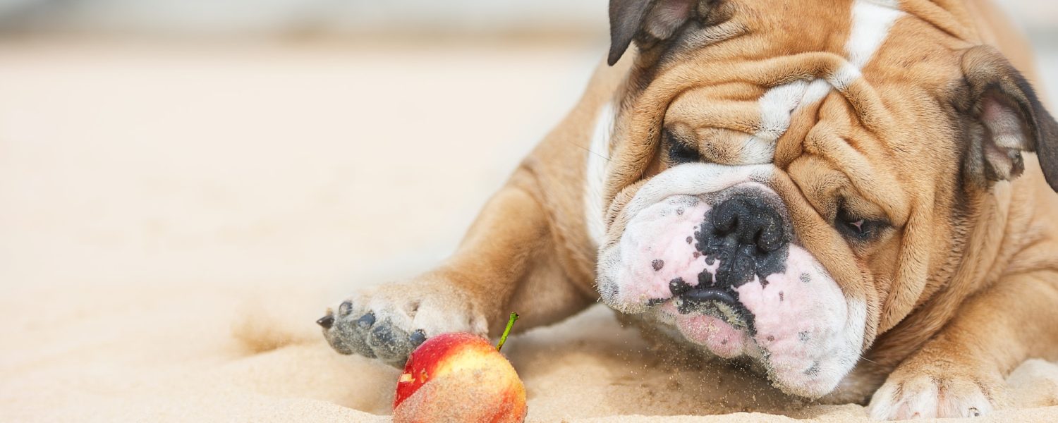Happy dog Bulldog playing with apple